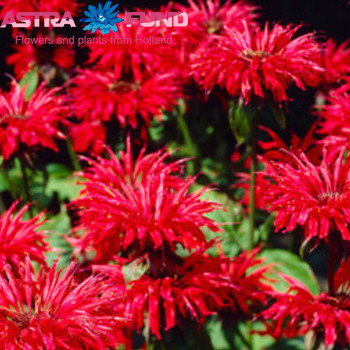 Monarda overig rood photo