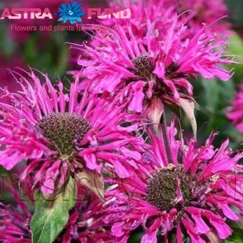 Monarda overig roze photo