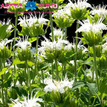 Monarda overig wit φωτογραφία