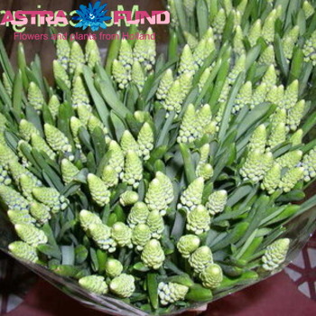 Muscari overig groen photo
