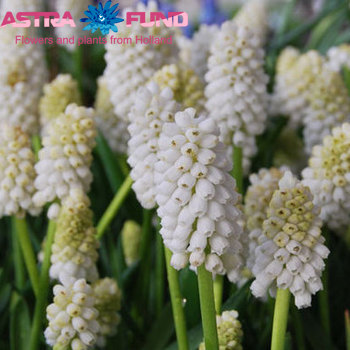 Muscari overig wit photo