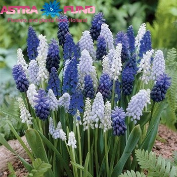 Muscari gemengd photo