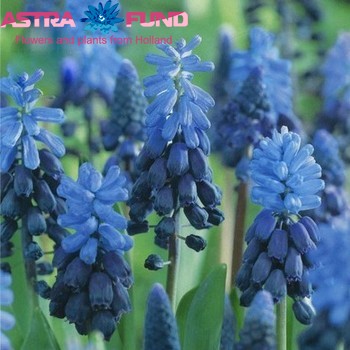 Muscari overig blauw photo