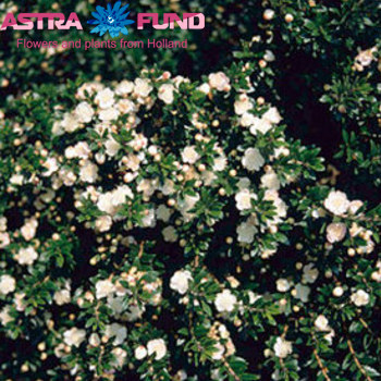 Myrtus overig met bes photo