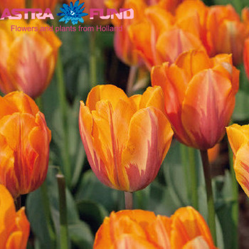 Tulipa enkel gemengd 3 kleuren fotografie