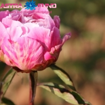 Paeonia Lactiflora Grp 'Hong Feng' φωτογραφία