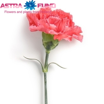 Dianthus standaard overig rood fotografija