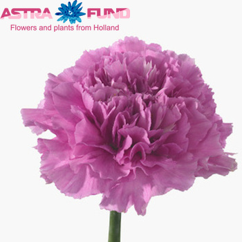 Dianthus tros overig paars fotografie