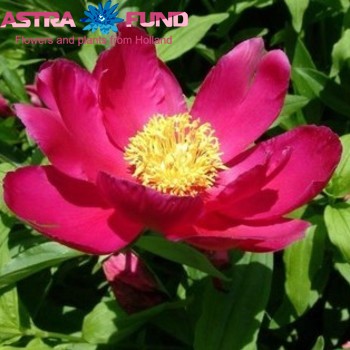 Paeonia officinalis overig fotó