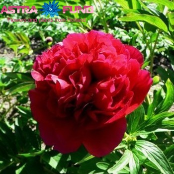 Paeonia officinalis overig rood fotó