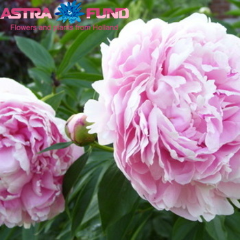 Paeonia overig fotó