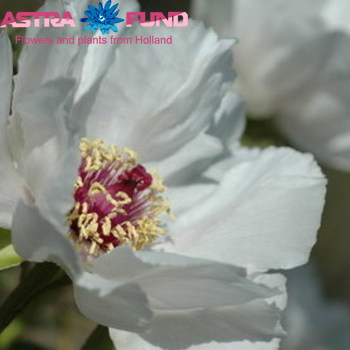 Paeonia overig wit fotó