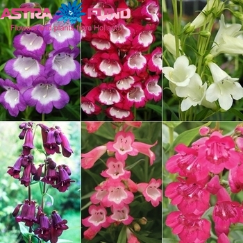Penstemon overig photo