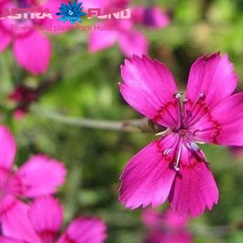 Dianthus barbatus overig фото