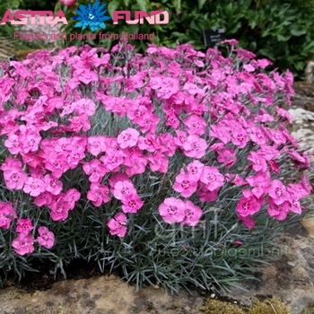 Dianthus barbatus overig cerise фото
