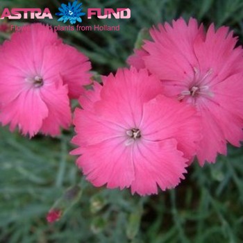 Dianthus barbatus overig lichtroze фото
