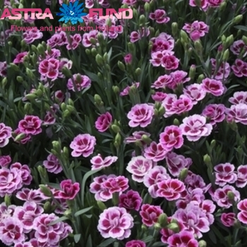 Dianthus barbatus overig paars фото