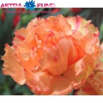 Dianthus standaard overig roze fotografija
