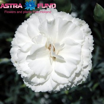 Dianthus standaard overig wit fotografija