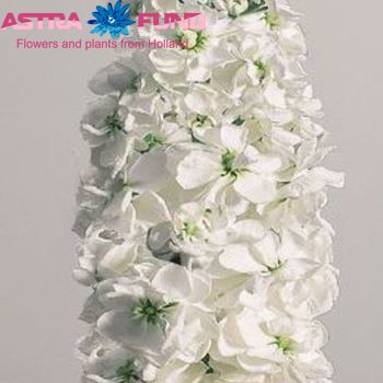 Matthiola incana overig lavendel blauw foto