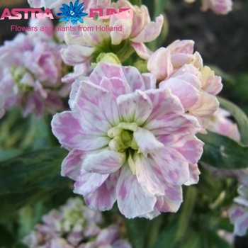 Matthiola incana overig lila foto