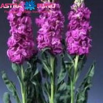 Matthiola incana overig roze fotografija