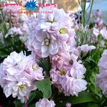 Matthiola incana overig wit fotografija