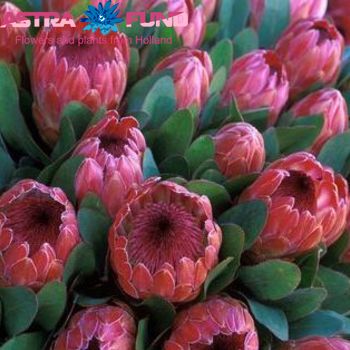 Protea overig fotografija
