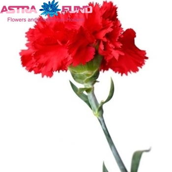 Dianthus tros overig fotografie