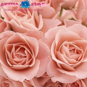 Rosa grootbloemig overig fotografija