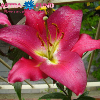 Lilium Or 'Barboresco' φωτογραφία