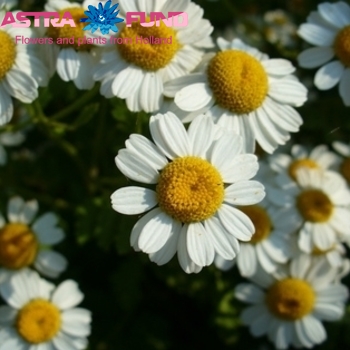 Tanacetum parthenium overig photo