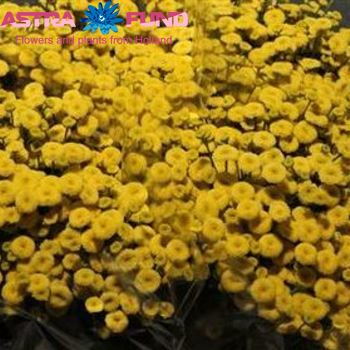 Tanacetum parthenium overig geel photo