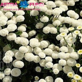 Tanacetum parthenium overig wit photo