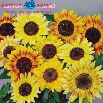 Helianthus overig fotografie