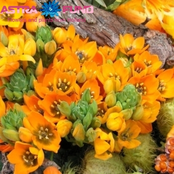 Ornithogalum overig fotó