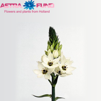 Ornithogalum thyrsoides overig fotografija