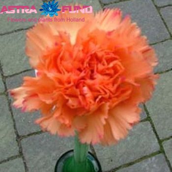 Dianthus tros overig oranje fotografie