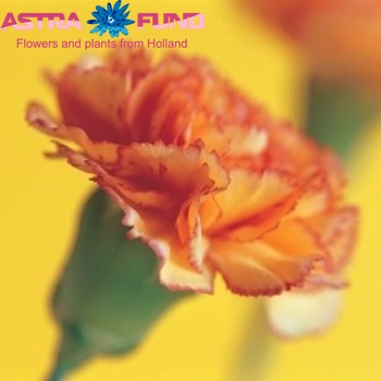 Dianthus tros overig roze fotografie
