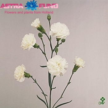 Dianthus tros overig wit fotografie
