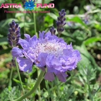 Scabiosa caucasica overig photo