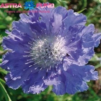 Scabiosa overig blauw photo