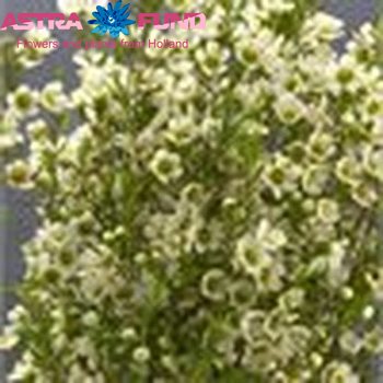 Chamelaucium kleurbehandeld groen 19% фото