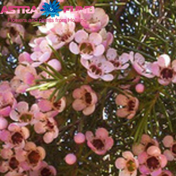Chamelaucium kleurbehandeld licht roze 19% фото