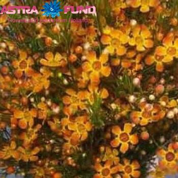 Chamelaucium kleurbehandeld oranje 19% фото