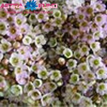 Chamelaucium niet bloeiend overig violet knop Foto