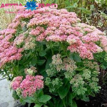 Sedum overig foto