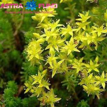 Sedum overig geel foto