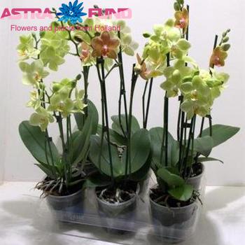 Phalaenopsis per bloem overig geel fotografie