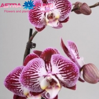 Phalaenopsis per bloem overig gestreept fotografie